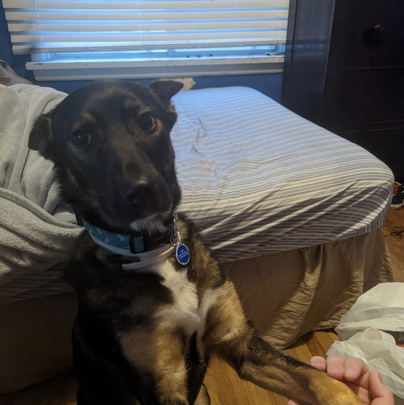 Meet your Posher, Riley - Picture 1 of 1